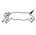 Gatto nero